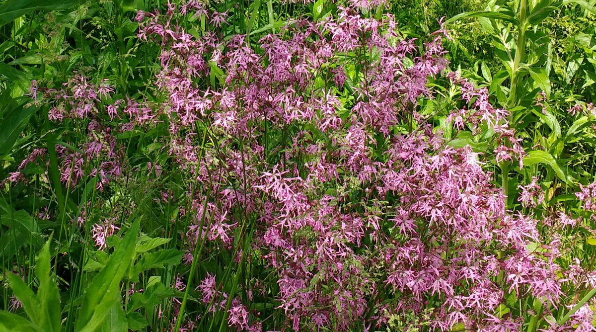 jadejunket_j's tweet photo. Besom Hill quarry yest. Not as many flowers as last year so hopefully more to come. Don't know what the pink ones are? https://t.co/fhuGy5I8DF