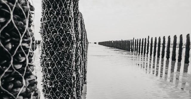 _29media's tweet photo. Rule of thirds - messing with perspective in a mussel farm... as you do!
Granville, Normandy, France.

Panasonic GH5, Tokina 12mm f2

#ruleofthirds #perspective #mussels #farm #granville #normandy #france #blackandwhite #blackandwhitephoto #photography #photographer #panason… https://t.co/q2US3WD1Rr