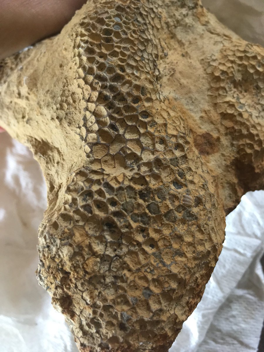 Fossil_News's tweet image. The beautiful lattices and honeycombs of the U. #Ordovician #tabulate #coral, Foerstephyllum. From the “Bardstown Reef” area of northern #Kentucky, #Liberty/#Whitewater Fms. #extinct #fossil #fossilized #palaeontologist #palaeontology #paleontology #cnidaria #reefs