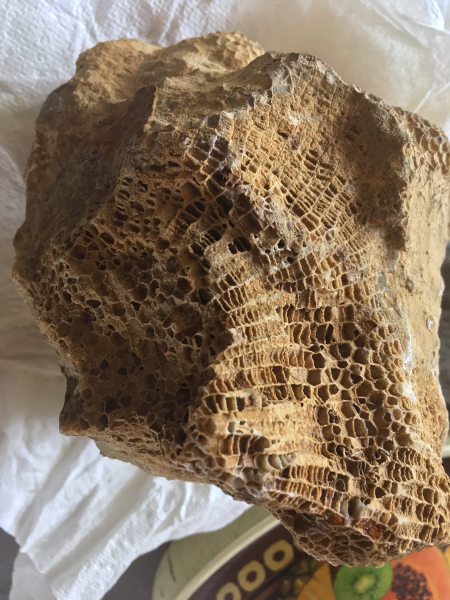 Fossil_News's tweet image. The beautiful lattices and honeycombs of the U. #Ordovician #tabulate #coral, Foerstephyllum. From the “Bardstown Reef” area of northern #Kentucky, #Liberty/#Whitewater Fms. #extinct #fossil #fossilized #palaeontologist #palaeontology #paleontology #cnidaria #reefs