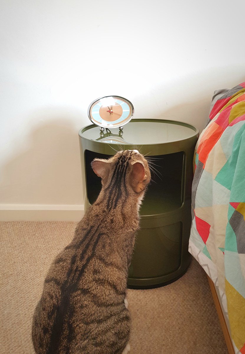 abbywharne's tweet photo. I think Monster Munch is a fan of my new purchase! #kartell #MonsterMunchTheCat #AmaraWin https://t.co/gahiHWyi3v