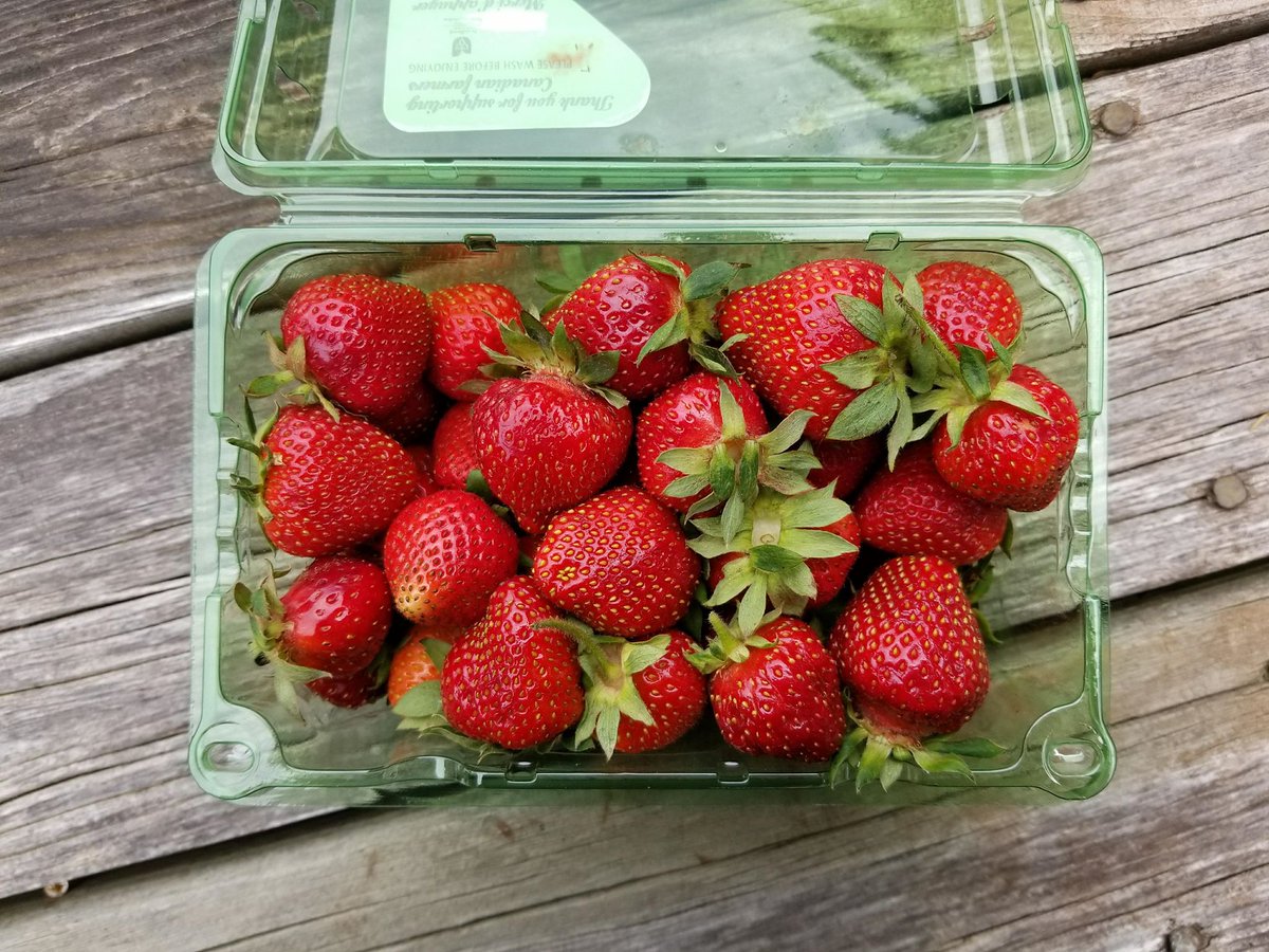 FarmFoodCareON's tweet photo. Move over imports, Ontario strawberries are taking over! Look for #ProductofOntario or the #FoodlandOntario logo on the label. #qualityoverquantity #loveONTfood https://t.co/gbcbtzNecJ
