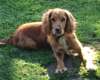 lisaphipps15's tweet photo. Lost: BARNEY #Cocker #Spaniel Male In #SuttonFarm area of #Shrewsbury #SY2 #ScanMe #missingdog @DoglostUK #doglostuk #doglost https://t.co/O6XmRjMNXG https://t.co/8hp5dd4Hgf
