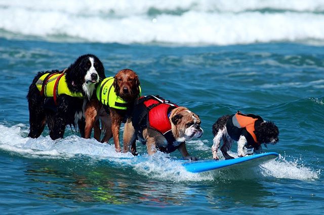 roverdotcom_es's tweet photo. Que ganas de salir a surfear! 🐶🐾🏄
.
.
.
#perros #perrosdeinstagram #amordeperros #perritos #vidadeperros #estiloperruno #fiestaperruna #boyerodeberna #boyero #bulldog #bulldoglove #bulldoglife #perrossurfeando #dogs #cutedogs #funnydogs #funnydogstu… https://t.co/SsrviRKtWc https://t.co/skaG0UsUXx