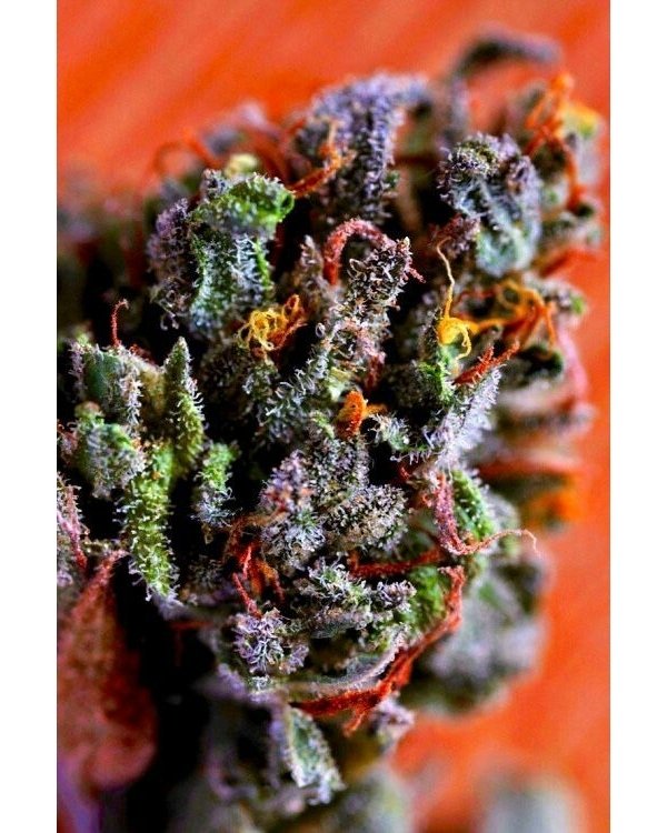 neobitechnology's tweet photo. #budcity #bud_city #budporn #picoftheday #hashporn #instagood #roadtrip #wedemboyz #represent #proshop #windbreaker #blazerscup #smoke #bong #gonja #stonerdays #highsociety #weedworld #potheadnation #potheadsociety #stonerways #cloud #stonernation #rayba… https://t.co/rJqo2swEJQ https://t.co/QbdxTnOsbj