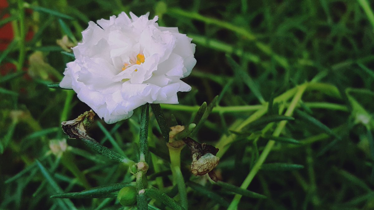 su1imaan's tweet photo. #teak #Bay #Note_5 #Photography This is one of the most famous flowering plants in Sudan. It is impossible not to find these plants in all the houses in Sudan. It has become like heritage or popular culture https://t.co/kJi8encs6D
