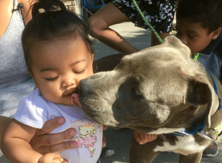 Sasha ha salvato la propria famiglia californiana dall’incendio scoppiato durante la notte. Prima ha abbaiato furiosamente svegliando i suoi proprietari, poi ha afferrato la piccola di casa per il pannolino, cercando di portarla all’esterno della casa invasa dalle fiamme.