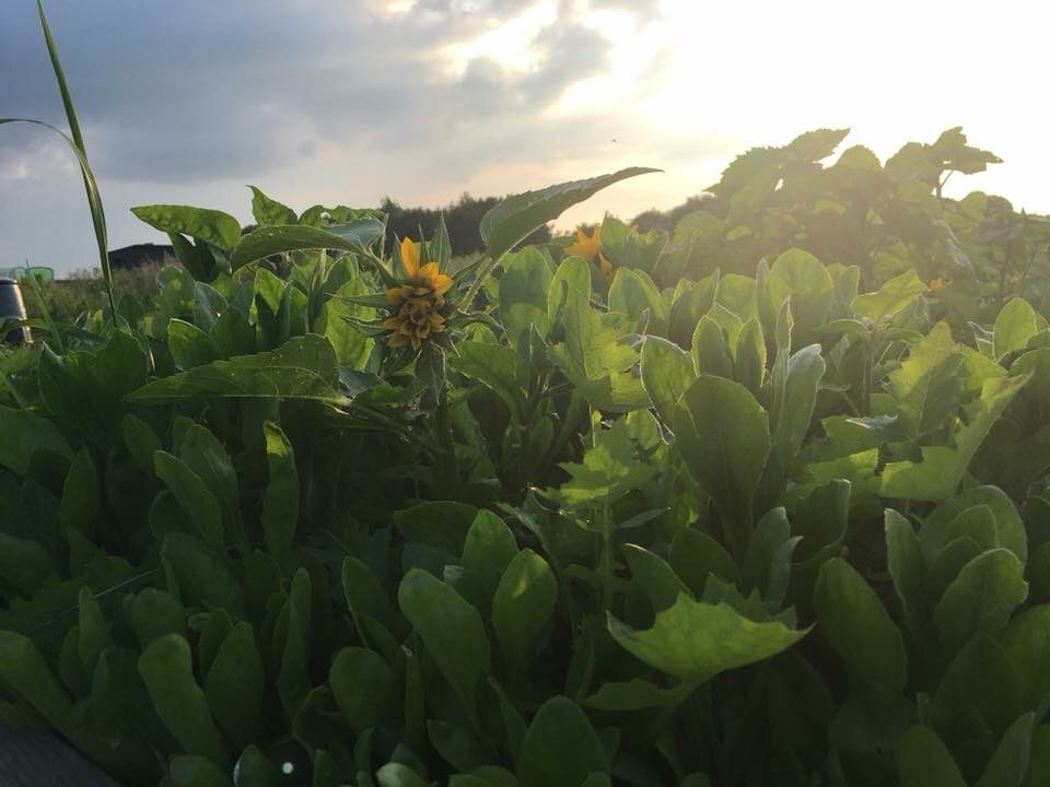 GlosSunflowers's tweet photo. In March, we planted a Sunflower Memorial Garden. We canโt believe how much it has grown this week. Its looking beautiful. Itโs so peaceful to sit and think for a while. Sunflowers keep their face towards the sun so the shadows fall behind them #StayInTheSun #PostventionSupport https://t.co/3K6u7xXXV6