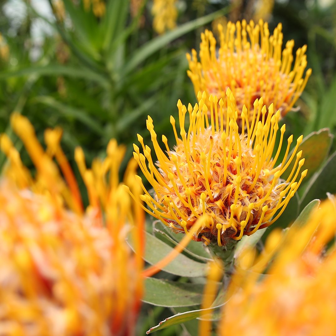 The weird and wonderful pincushion plant (Leucospermum cuneiforme) is ...