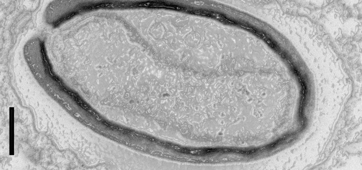 sciencenutshell's tweet photo. Giant viruses create their own genes

https://t.co/FgwTV19yLo https://t.co/pz9VxFGylC