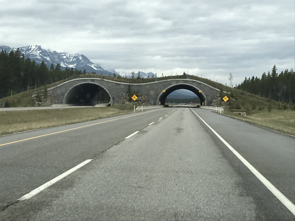 JMayes66's tweet photo. Fun fact: in the distance between Banff, Canada and Lake Louise (30 miles), there are 6 animal crossings over the interstate and 38 animal crossings UNDER the interstate! #Banff2018 #savethecars #lovethis https://t.co/fIyItfzm2f