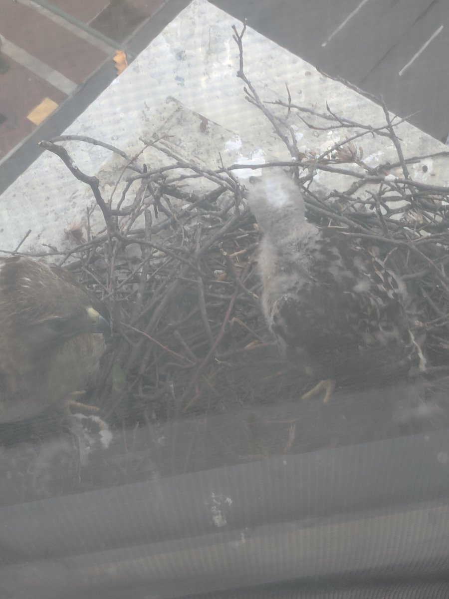 VCU's tweet photo. Havoc the Hawk has a little family growing!
(Photos by Nicholas Rivers with @VCU_Housing) https://t.co/VysRlGtsD4