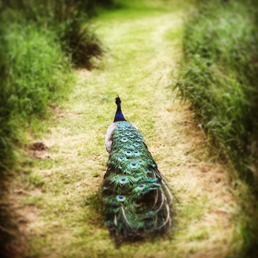 Bloomfieldcamp's tweet photo. 4 yurts, 7 acres and 7 night school holiday breaks for just £620 per Yurt - less than 1/3 price of a certain Parc in the Centre. We know where we’d rather be.. #glamping #Dorsethour #Dorset #letthekidsrunfree #thisisbloomfieldcamping https://t.co/FAHVqNuCuX