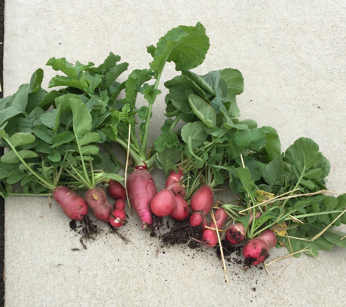 lgaughenbaugh's tweet photo. First harvest from our school garden. Kindergarteners grow BIG radishes! #SummitSTEM #reynproud https://t.co/VKxYsuQwbT