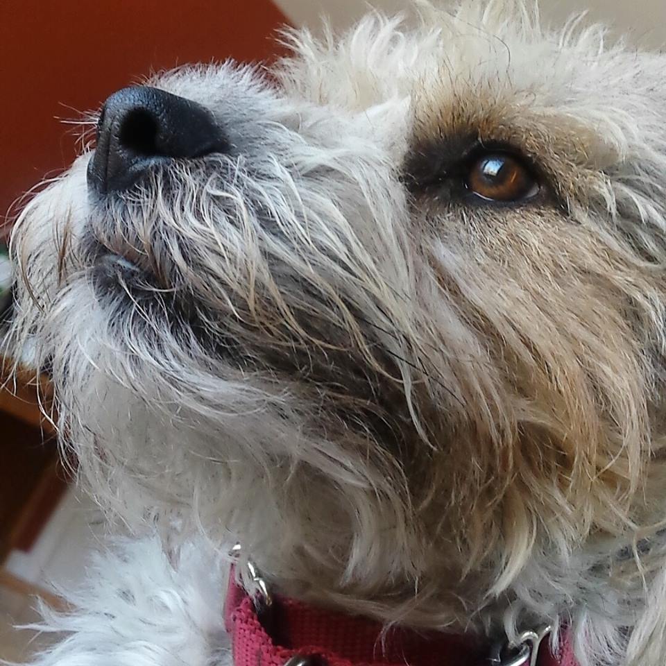 JessBeYouself's tweet photo. #retweet this beautiful majestic creature :)

#doggie #dog #animal #photography #dogs #animals #doggo #puppy #pup #pet #cooper #housepet #spca #cute #adorableanimal #cutedog #adorabledog #funnypuppy #puppies #cutepuppy #puppydog #love #hope #happy #smiles #positive #cutedoggo https://t.co/XHqC64SZCw