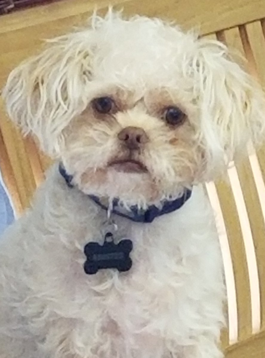 FaustPets's tweet photo. What breed am I?  #cutestdogface https://t.co/9H6KC1MHAA