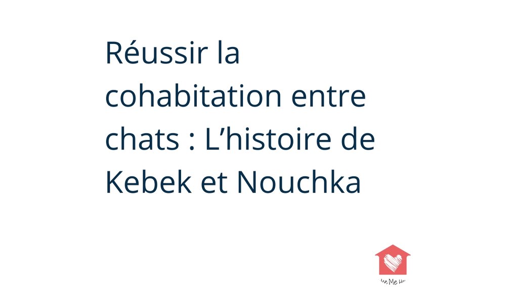 "A force de patience, Kebek et Nouchka cohabitent pacifiquement (attention, je ne dis pas que c'est l'amour fou, qu'elles dorment ensemble, etc…mais elles partagent le même espace sans se chamailler) et ne montrent pas de signes de stress." goo.gl/X7w33Z