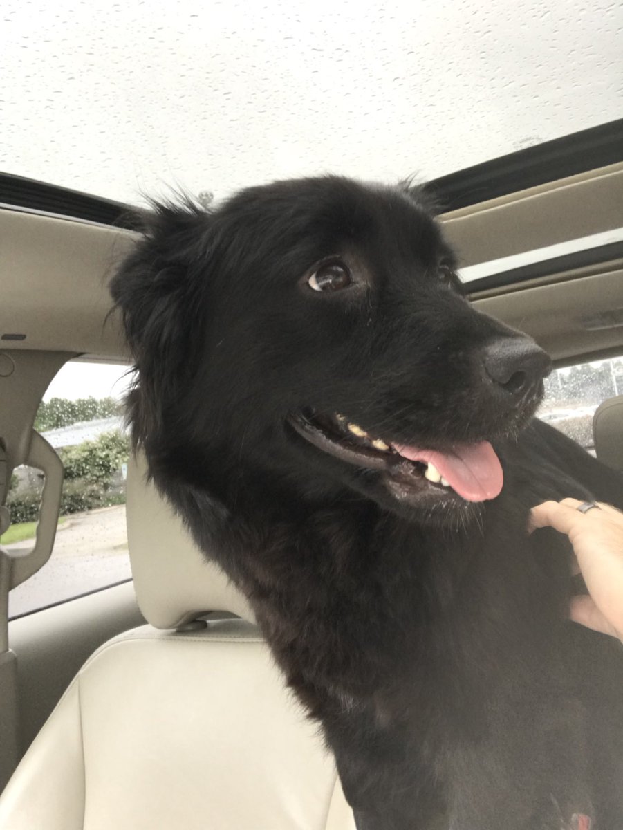 _livelikeCalvin's tweet photo. A little #MondayMotivation from our newest #RescueDogs Lady Diana on her #FreedomRide She was picked up after being hit by a car. Her front leg is paralyzed. We're heading to the vet to be evaluated, but now she's #Happe to be free again. #livelikeCalvin #AdoptDontShop 🐾 #RVA https://t.co/R3wHGWCc0K