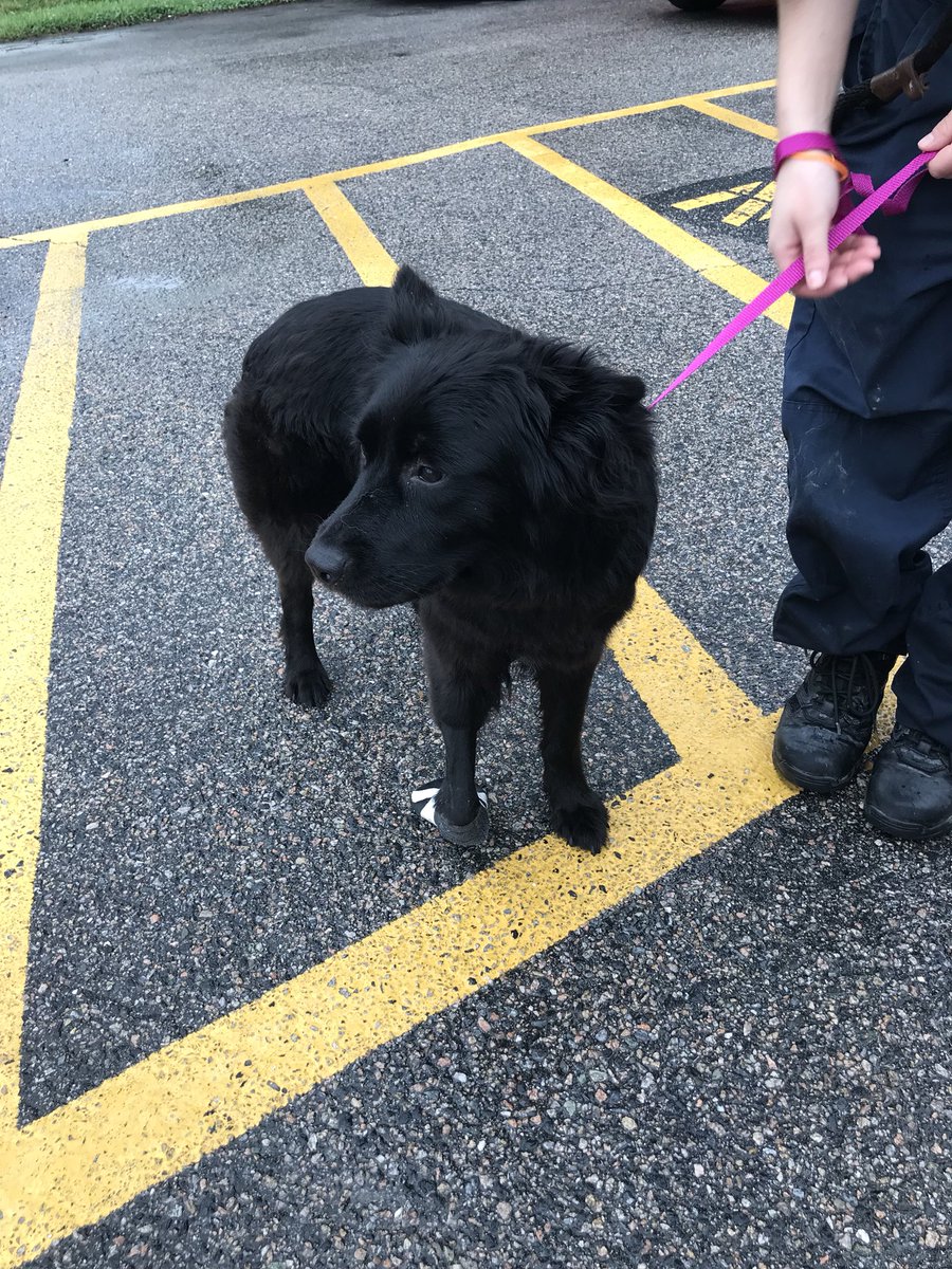 _livelikeCalvin's tweet photo. A little #MondayMotivation from our newest #RescueDogs Lady Diana on her #FreedomRide She was picked up after being hit by a car. Her front leg is paralyzed. We're heading to the vet to be evaluated, but now she's #Happe to be free again. #livelikeCalvin #AdoptDontShop 🐾 #RVA https://t.co/R3wHGWCc0K