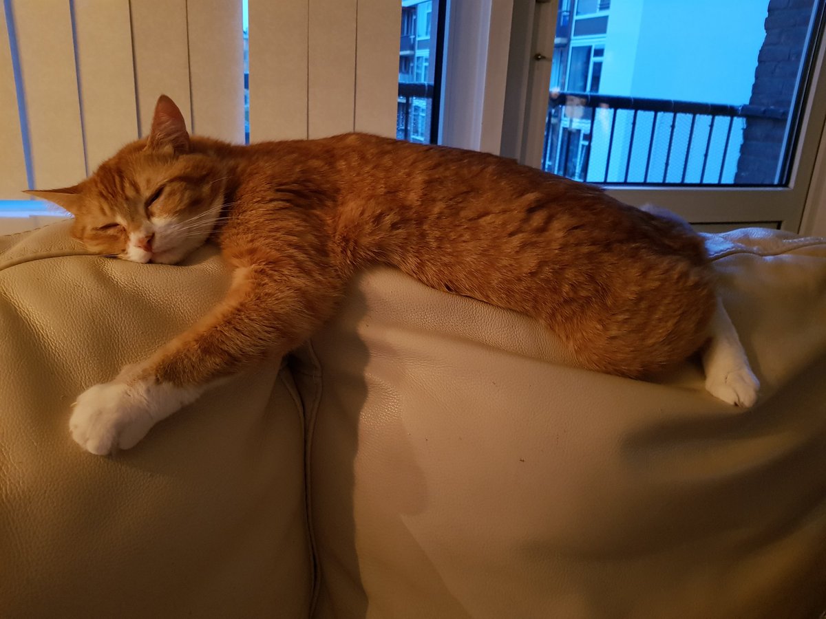 daantje_020's tweet photo. My boy is tired 😴😴😴 some many hugmoments since we are back ♥
#cats #love #james #kittie #furbaby #catsofinstagran https://t.co/3JbDbcr5Pp