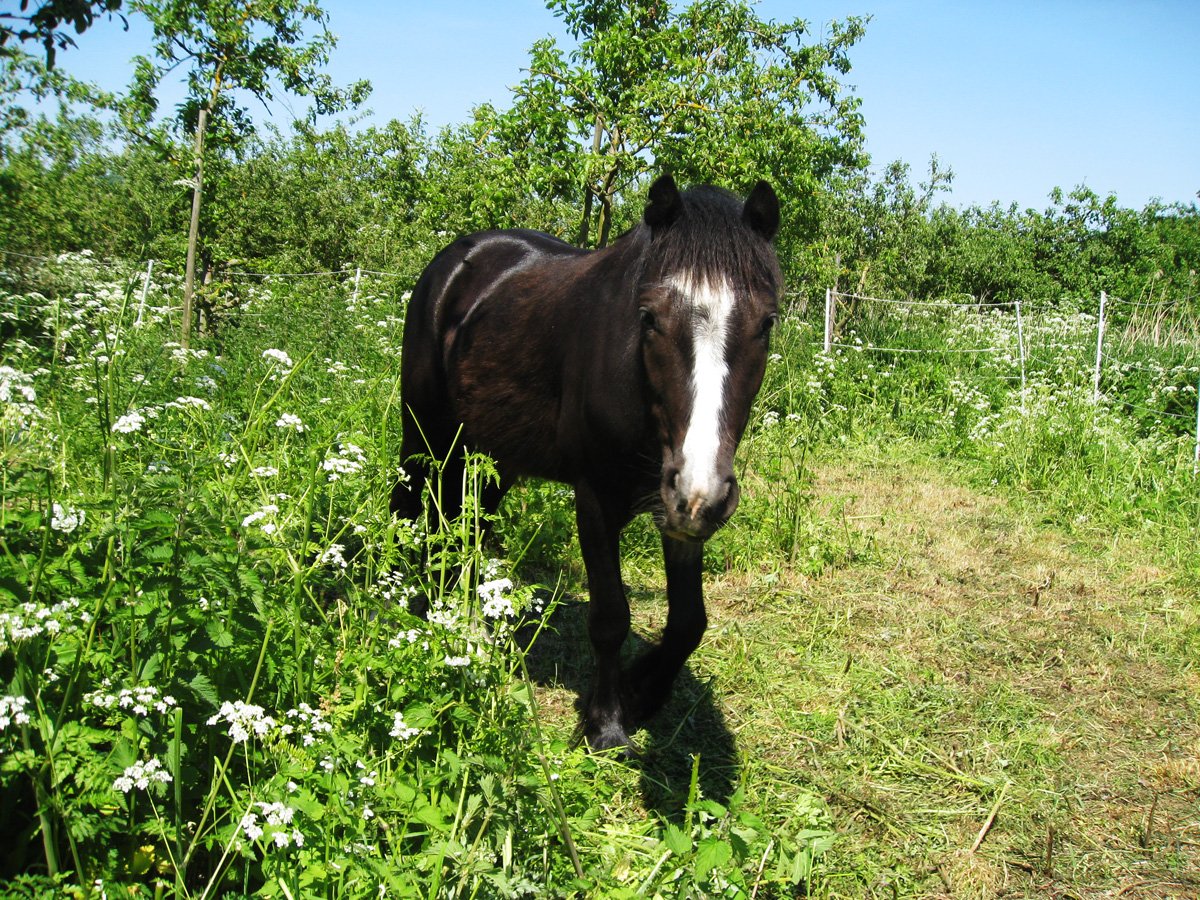 aponyhour's tweet image. Just made #savingMurphy our #rescuepony of the week 
Retweets appreciated to well help save him