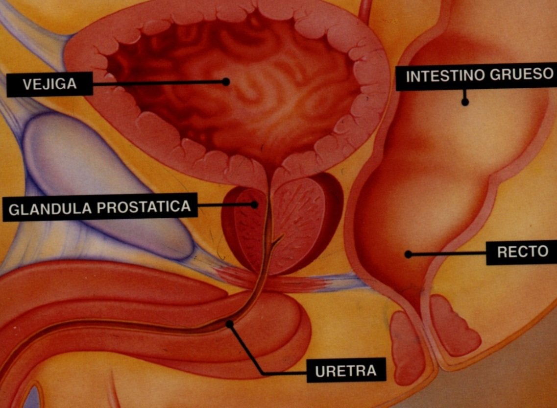 urologoucv's tweet photo. La próstata es una glándula ubicada en la pelvis del hombre, por debajo de la vejiga, que forma parte del aparato reproductor masculino. Su secreción, el semen,  sirve como vehículo y mantiene la vitalidad de los espermatozoides 
#11Jun #CáncerDePróstata #Urólogo #SaludMasculina https://t.co/aw4z02SNMI