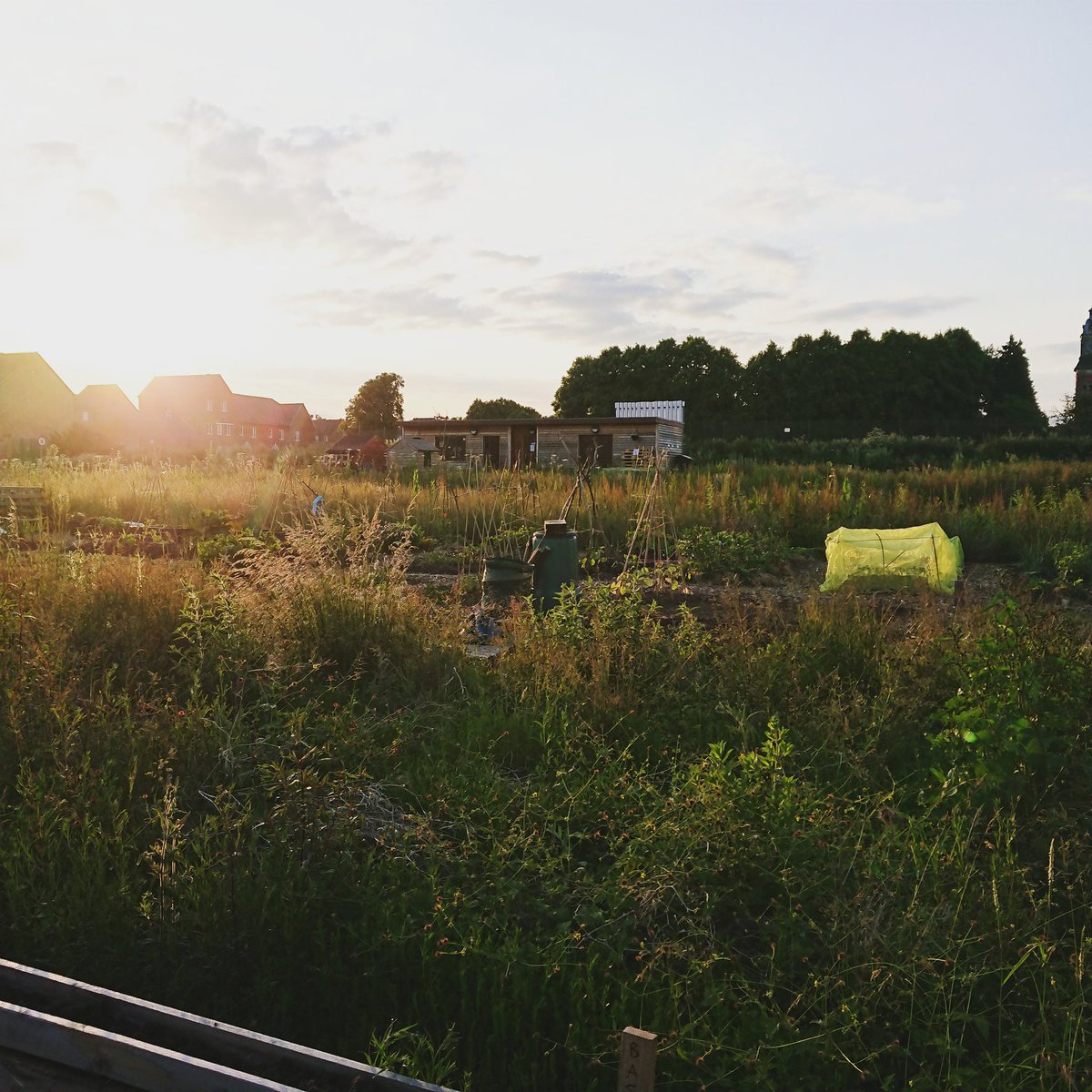 Nothing like watching the sunset over a freshly watered allotment

#gardening #allotmentlife #allotment #allotmentgarden #allotmentlove #growth #gyo