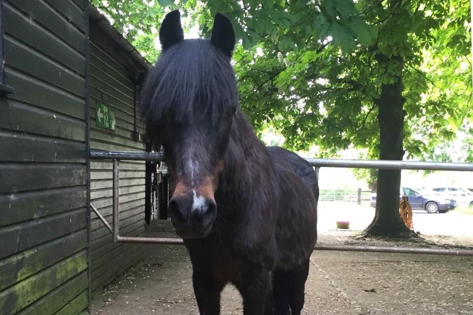 Frenchs_Equine's tweet photo. 🆘 PLEASE RT 🆘 LAND APPEAL
We are still desperately searching for 10 acres with outbuilding to rent in #Suffolk or #Suffolk borders. PLEASE keep RT’ing we need to secure land in the next MONTH Smuggler & his rescued friends need a home 🙏❤️🐴 #HorseHour #HelpSaveFrenchs https://t.co/51Wg5SQ6h3