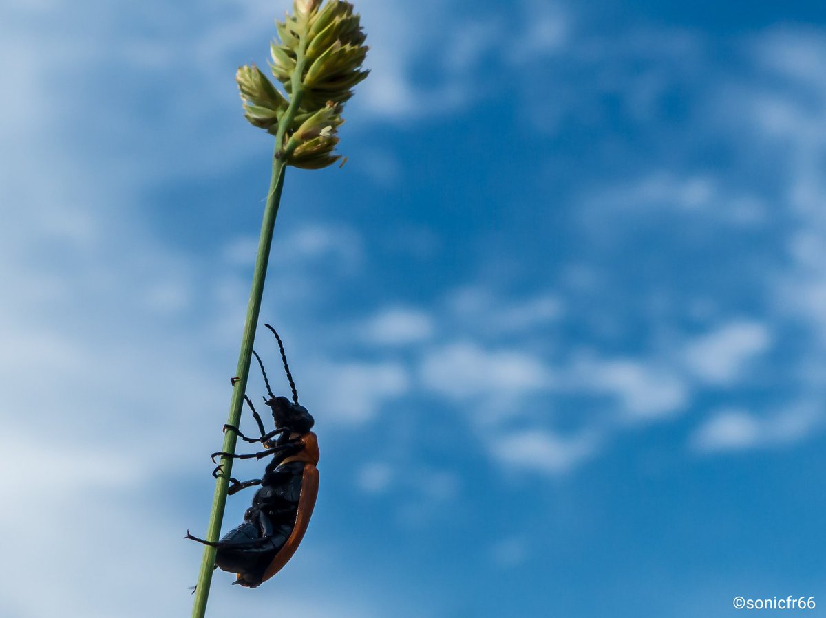 Sonicfr66's tweet photo. N'abandonne jamais dans ce petit monde...
#9juin2018 #BaladeSympa
#insect #nature #photography #loveinsect #lovenature #picture  #photofun #motivation #passionphoto #payscatalan #Perpignan #panasonic #sonicfr66 https://t.co/kLuFTE2TpK