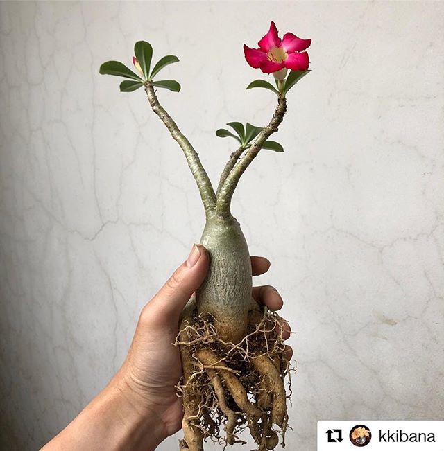 Domenic Valente Repost Kkibana With Get Repost 抜いて土を払い根を確認 元気に見えた主根の先が腐敗 カットして断面バーナーで焼いてもいいかな Adenium Obesum アデニウム オベスム Caudex Succulents T Co Vmmhdwb5ms