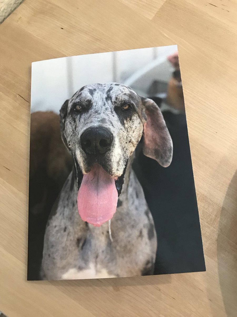 BrianLokesak's tweet photo. THIS is what next level #petcare looks like! We brought Loki all the way from Denver because of how awesome they are at @allieswalkabout ! You all are seriously amazing. https://t.co/i5NqeyvJBe