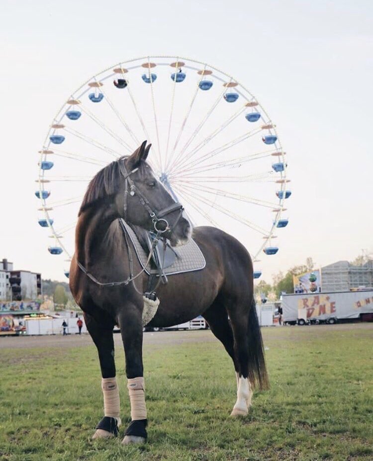 af_horse6's tweet photo. 🐎💕💕 https://t.co/S0GO0HfJ59