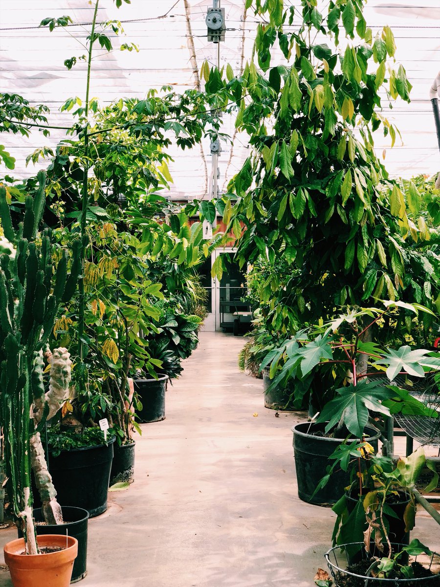 TheCoug_'s tweet photo. Our final stop after lunch was the Abelson Hall green house π± It was our freshest visit π€πΌ Let us know your favorite places to visit on campus! #pullmanallsummer #openallsummer https://t.co/ExVdIlJzcx