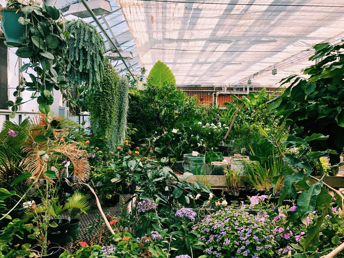 TheCoug_'s tweet photo. Our final stop after lunch was the Abelson Hall green house π± It was our freshest visit π€πΌ Let us know your favorite places to visit on campus! #pullmanallsummer #openallsummer https://t.co/ExVdIlJzcx