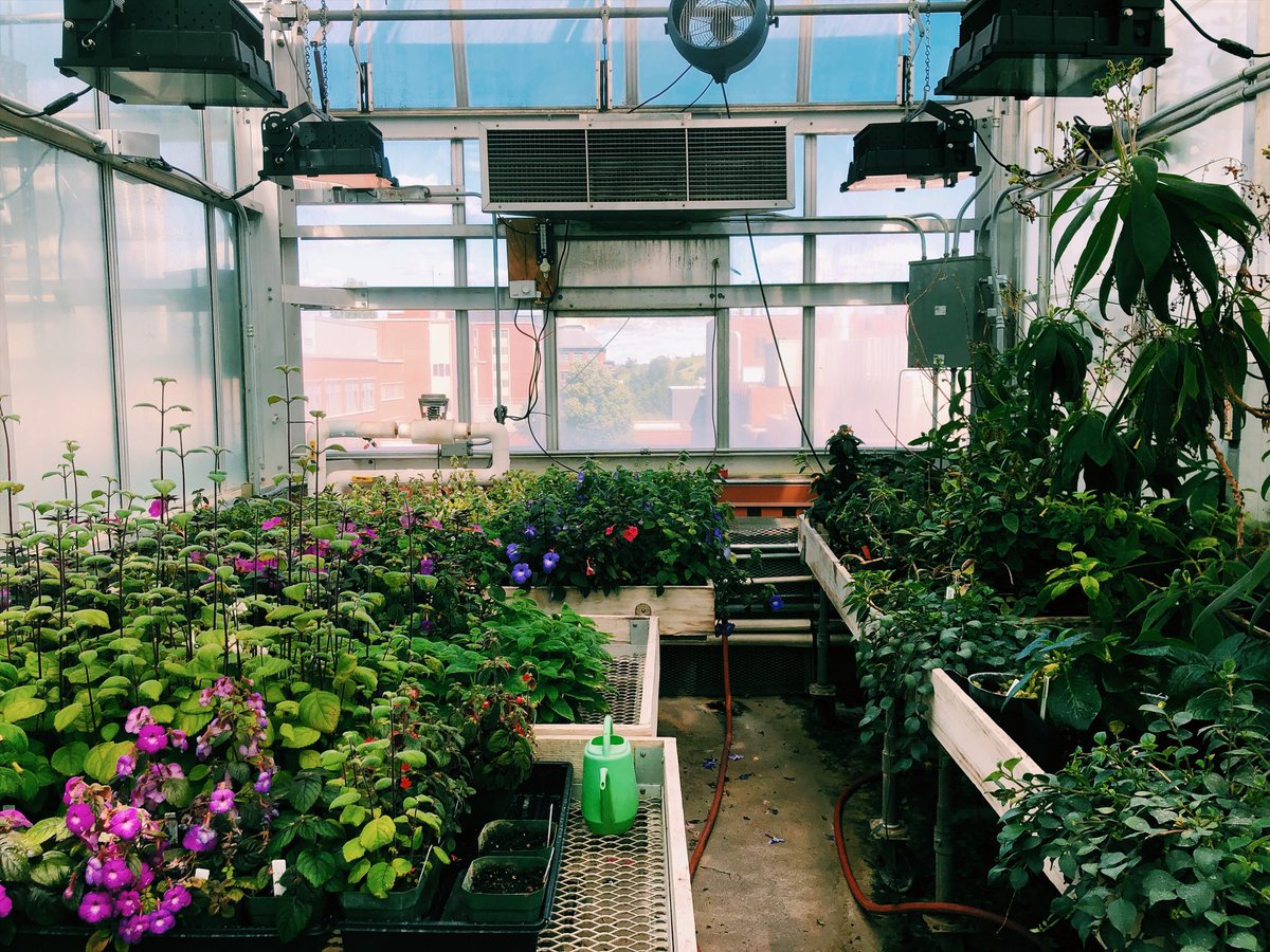 TheCoug_'s tweet photo. Our final stop after lunch was the Abelson Hall green house π± It was our freshest visit π€πΌ Let us know your favorite places to visit on campus! #pullmanallsummer #openallsummer https://t.co/ExVdIlJzcx