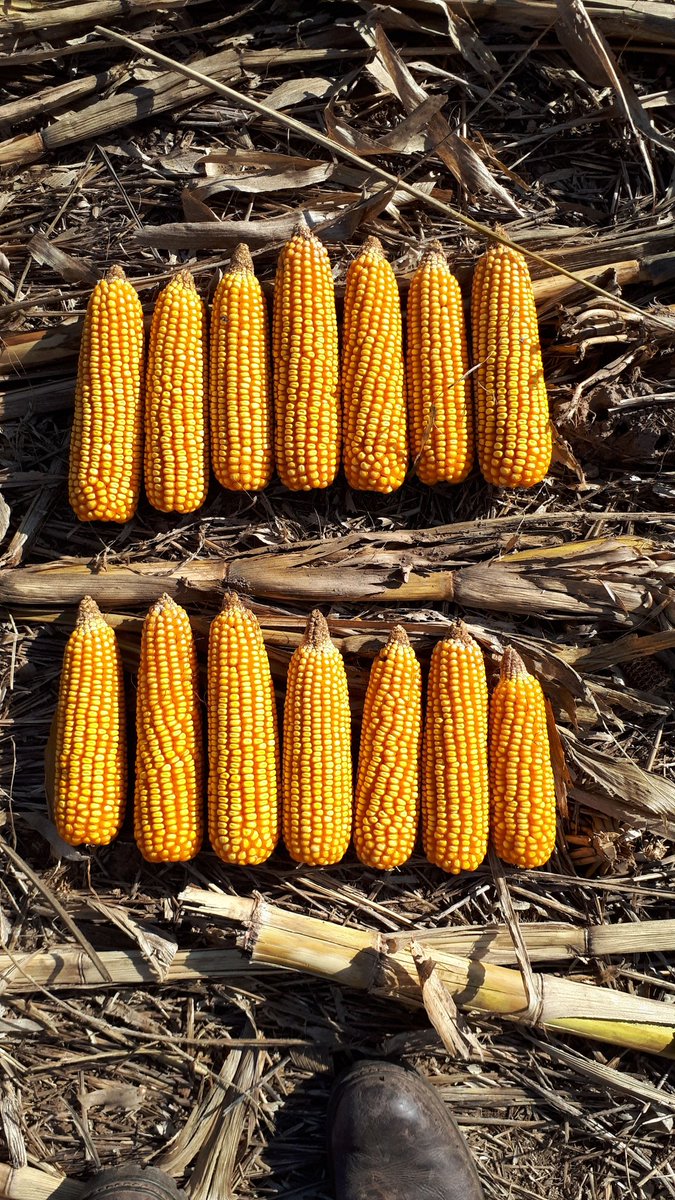 evemazzucco's tweet photo. Y asi termino el TOUR MAÍZ 126VIP3 norte de Córdoba! Sebastián elcano #viptera3 @Syngenta_ar https://t.co/TnRggAss7h