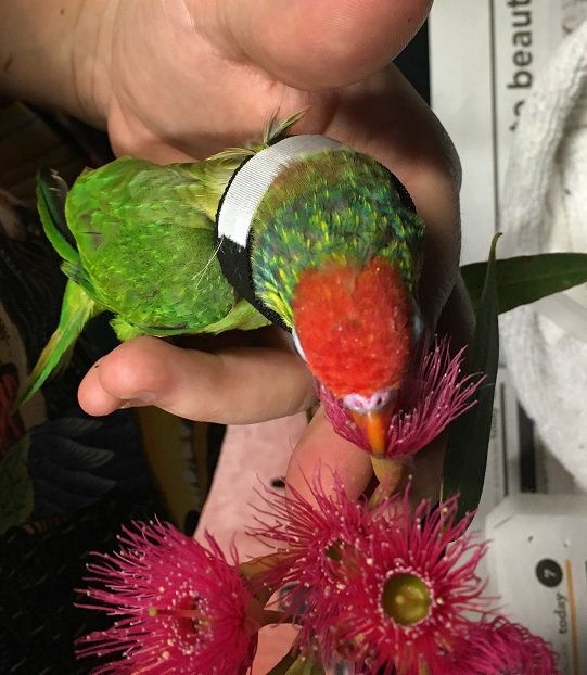 the unusual pet vets