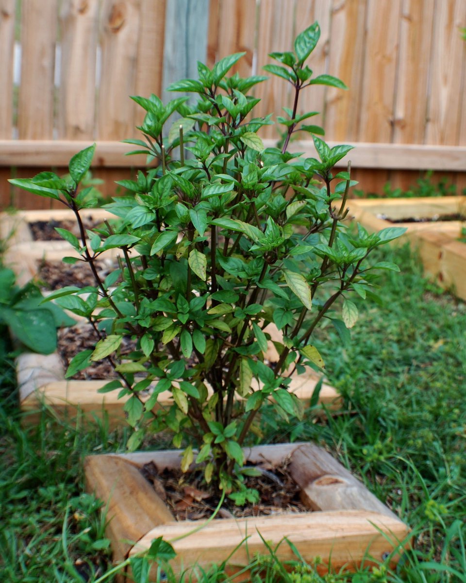 Zone9Garden's tweet photo. After a recent heavy pruning of this #CinnamonBasil plant, it is back to growing like a weed! This single plant should supply me with enough dried basil to last a few season!
#GrowYourOwn #Zone9 #Gardening #Vegetables #VegetableGardening #Growyourownfood #basil https://t.co/wdwVbSOaeA