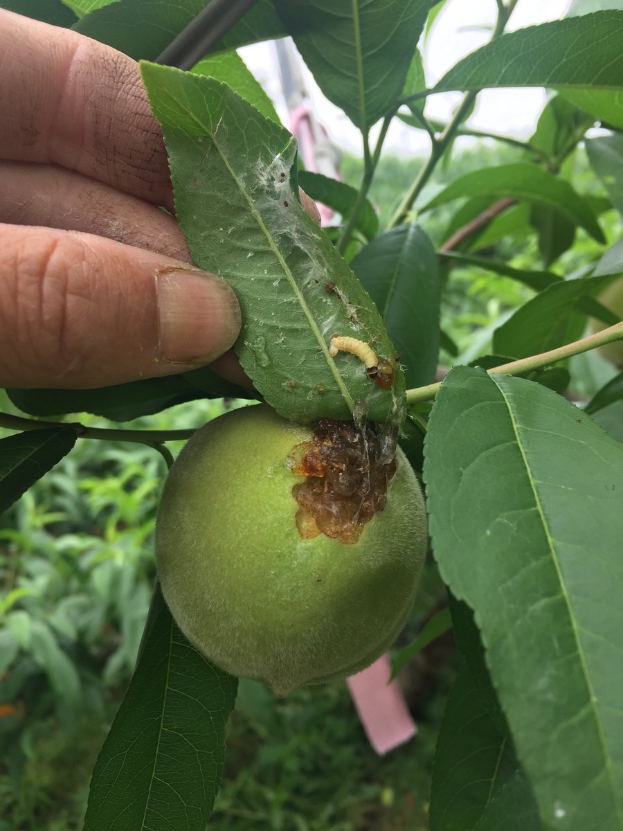 잎과 열매가 부자연스럽게 붙어 있어 살펴보면 어김없다.