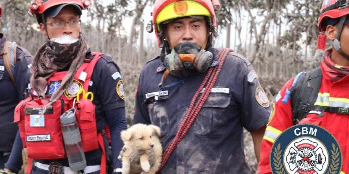 extradogdinario's tweet image. Retweeted AnimalHeroes (@_AnimalHeroes_):

Gracias a todos los héroes que han puesto la capa para salvar vidas en la tragedia de #Guatemala. Estas imágenes son maravillosas 💕
#CambiaAlMundo #SéHéroe