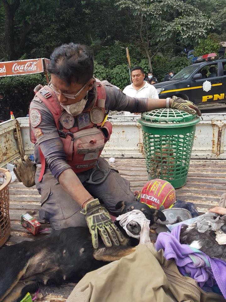 extradogdinario's tweet image. Retweeted AnimalHeroes (@_AnimalHeroes_):

Gracias a todos los héroes que han puesto la capa para salvar vidas en la tragedia de #Guatemala. Estas imágenes son maravillosas 💕
#CambiaAlMundo #SéHéroe