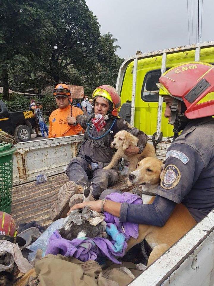 extradogdinario's tweet image. Retweeted AnimalHeroes (@_AnimalHeroes_):

Gracias a todos los héroes que han puesto la capa para salvar vidas en la tragedia de #Guatemala. Estas imágenes son maravillosas 💕
#CambiaAlMundo #SéHéroe