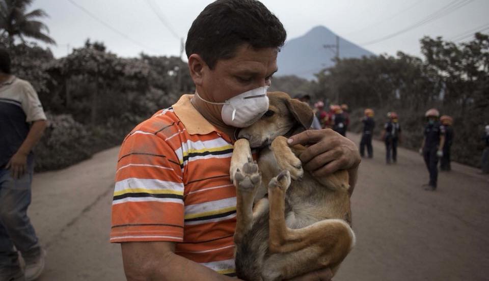 extradogdinario's tweet image. Retweeted AnimalHeroes (@_AnimalHeroes_):

Gracias a todos los héroes que han puesto la capa para salvar vidas en la tragedia de #Guatemala. Estas imágenes son maravillosas 💕
#CambiaAlMundo #SéHéroe