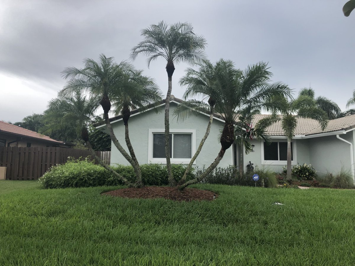 ALTreeCompany's tweet image. Another very happy client 😁. #ALTreeCompany #DavieFL #ResidentialTreeService #PalmTree #TreeRemoval #SouthFlorida #Broward #PlantationFL #jacarandalakes #fortlauderdale #hollywoodfl #fortlauderdalefl #coopercity #bocaraton #westpalm #coralsprings #parklandfl
