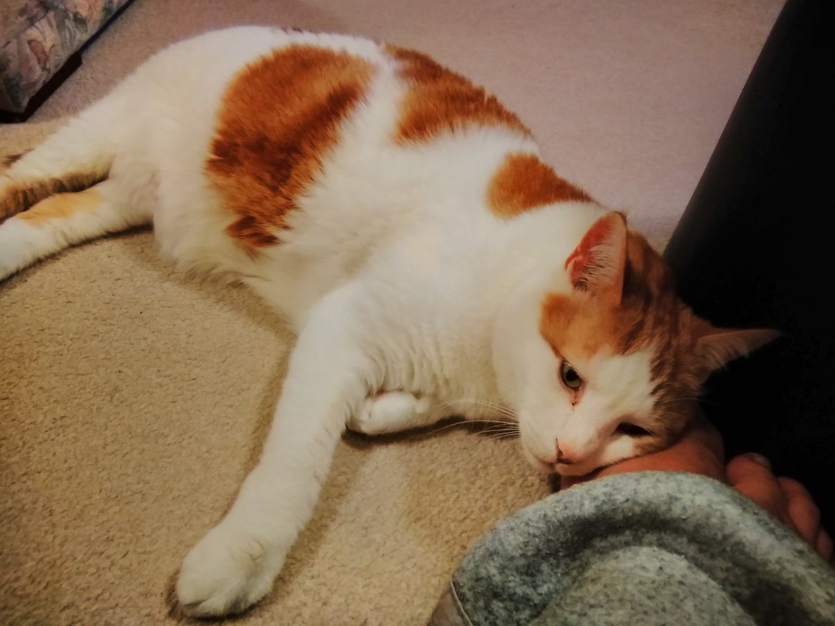 merryme300's tweet photo. Minx dropped by this evening, love himπβ€οΈ #cats #catvisitor https://t.co/nAIQwcvBQG