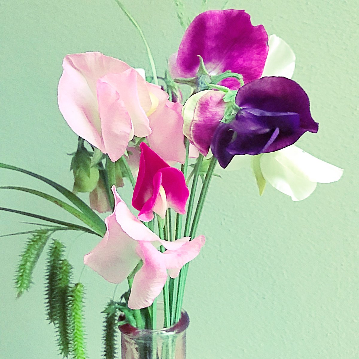 Marjan_Vos's tweet photo. Vanavond eerste lathyrus geplukt. En ze ruiken zo heerlijk..
#lathyrus #siererwt #flowers https://t.co/NTMRRcXa35