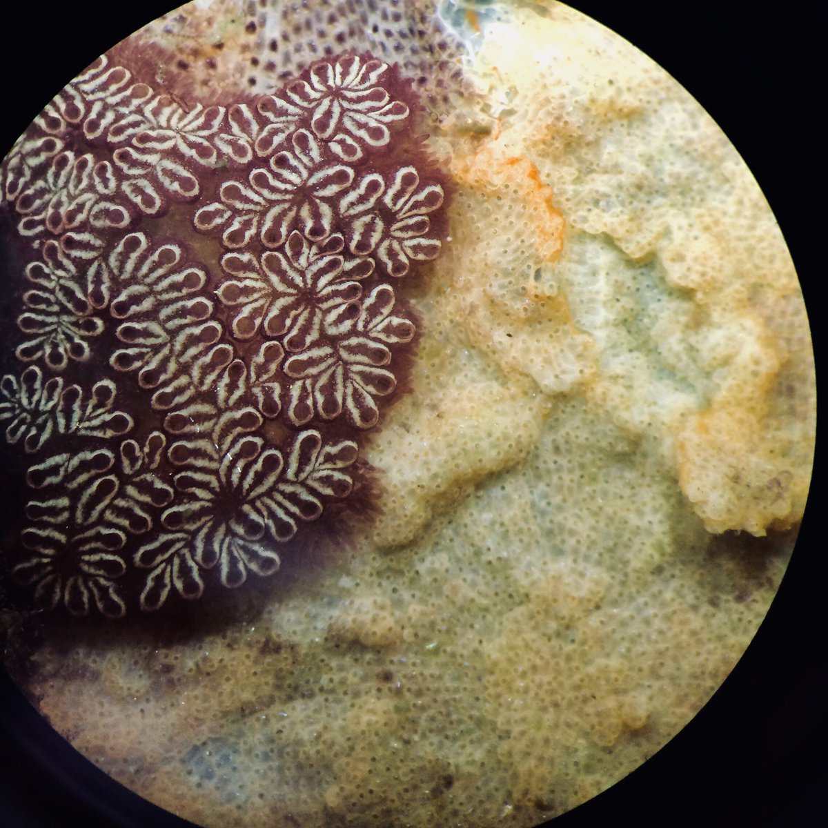 SERCinvasions's tweet photo. Need some #MondayMotivation to get you to 5pm?
Our scientists have supplied #MicroscopeMonday๐ฌ inspo from our #FoulingProject in Tampa Bay! #invertebratesrule https://t.co/hnOt4O0bj6