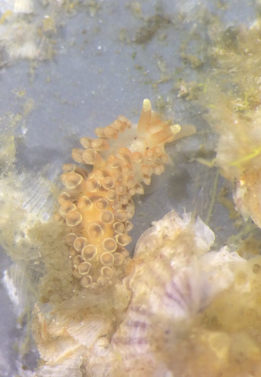 SERCinvasions's tweet photo. Need some #MondayMotivation to get you to 5pm?
Our scientists have supplied #MicroscopeMonday๐ฌ inspo from our #FoulingProject in Tampa Bay! #invertebratesrule https://t.co/hnOt4O0bj6