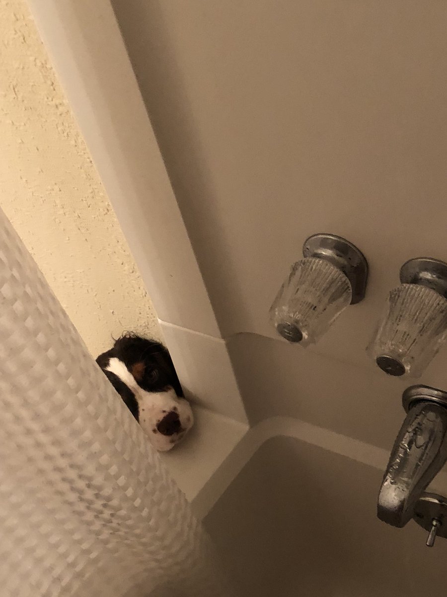 gabsbailey's tweet photo. cutest excuse me https://t.co/GTaV9tqUq6