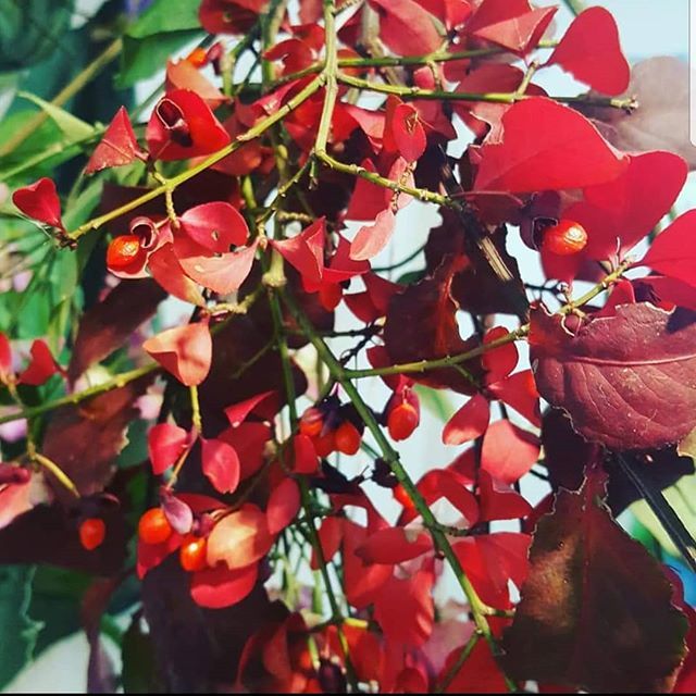 kansascityarts's tweet photo. Currently obsessed with these red leaves I found 🍁
@amaranthineartist #amaranthineartist #abstractbotanical #plantscape #plantlove #environment #lush #artistsoninstagram #artistsofinstagram #atmosphere #artist #kcacartistlifestyle #kcacartistlifestyle https://t.co/fIkAScCQ3M https://t.co/oM1QRHTSI6